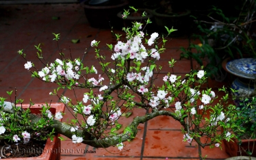 y nghia hoa nhat chi mai theo dang the bonsai