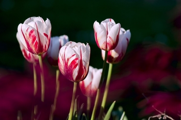 bieu tuong va y nghia hoa tulip