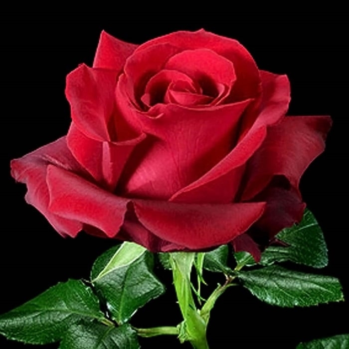123 Hình ảnh hoa hồng đỏ tặng người yêu lãng mạn đẹp tự nhiên  Blog  Homestay