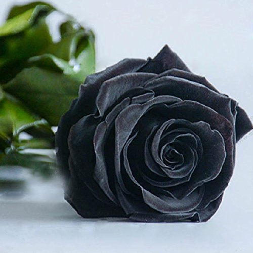 50 Hình ảnh hoa hồng đẹp nhất và ý nghĩa theo màu sắc