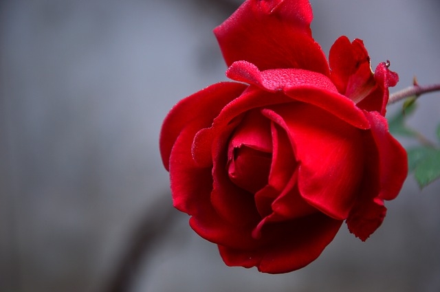 Tìm hiểu ý nghĩa hoa hồng nhung đỏ với tình yêu đôi lứa