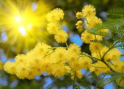 y nghia hoa mimosa khi tang ban da biet