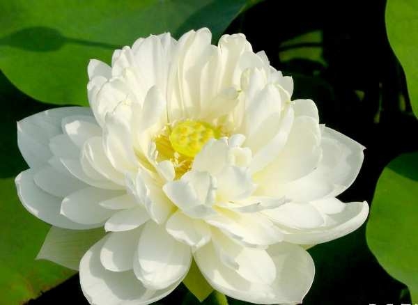 Hình ảnh hoa sen đẹp và được ví như hoa sen.