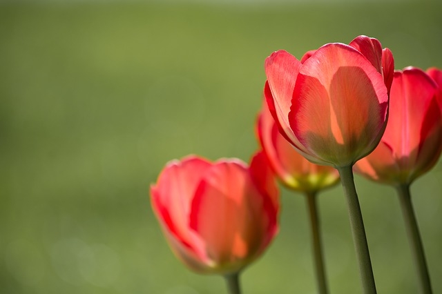 cung ngam hoa tulip va tim hieu y nghia hoa tulip