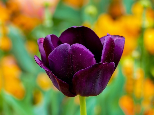 nhung bo hoa tulip dep nhat the gioi