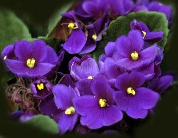 cau chuyen va y nghia hoa violet tuyet dep