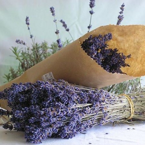 co nen lua chon shop hoa lavender online