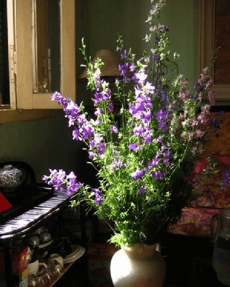 Cách hoa violet đẹp và đẹp.