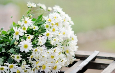 kham pha ve dep va y nghia cua hoa cuc hoa mi