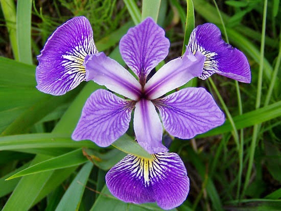 y nghia hoa iris trong van hoa phuong dong va phuong tay