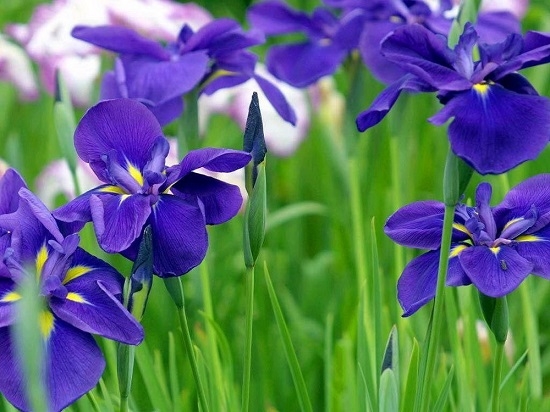 y nghia hoa iris trong van hoa phuong dong va phuong tay