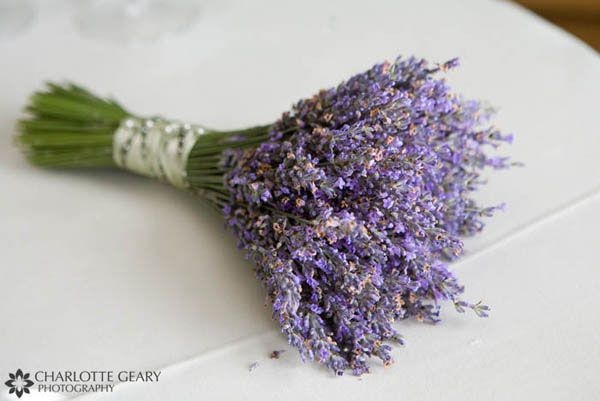 nhung bo hoa lavender tuoi dep