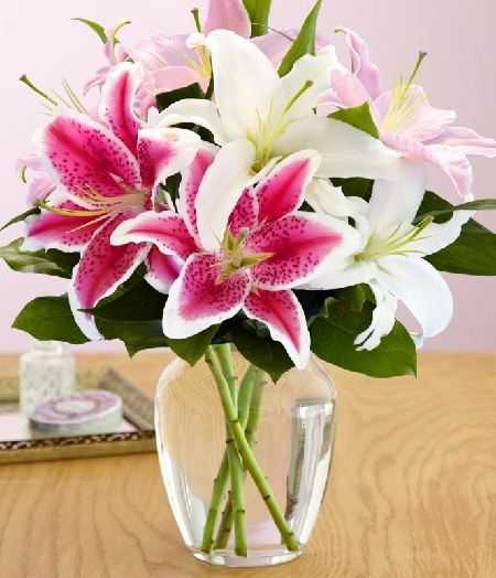 Hoa lily là một loài hoa cao quý với vẻ đẹp kiêu sa, quyến rũ và đầy thơm ngát. Hãy xem hình ảnh hoa lily để tận hưởng sự tinh tế và tuyệt vời của chúng.