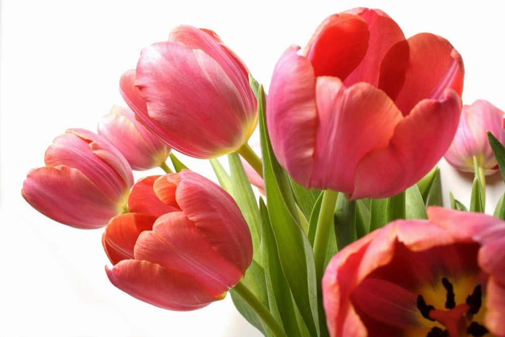 huong dan cach trong va cham soc hoa tulip