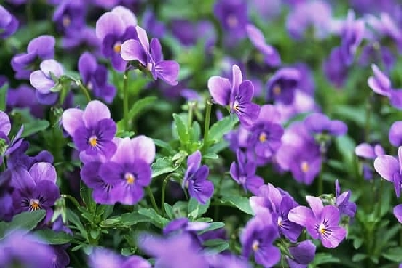 y nghia cua hoa violet cho mot tinh yeu chung thuy