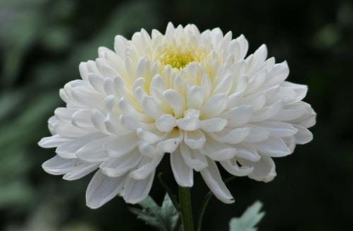 Ý nghĩa hoa cúc trắng: Hãy khám phá ý nghĩa phía sau chiếc hoa cúc trắng đầy tinh tế. Hình ảnh đầy màu sắc và xứng đáng để dành thời gian để khám phá. Nó là biểu tượng cho sự trong sáng, sự thuần khiết và tình yêu chân thật.
