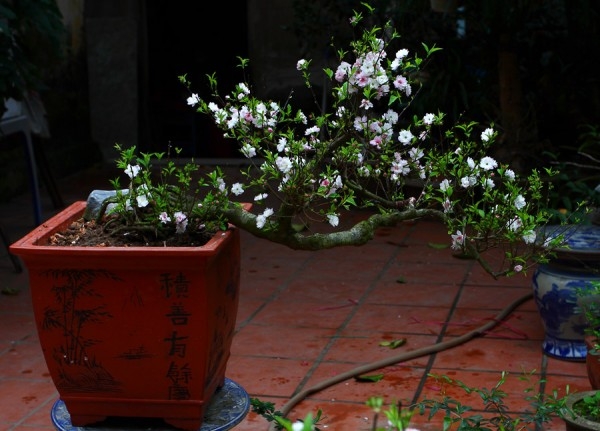 y nghia hoa nhat chi mai theo dang the bonsai