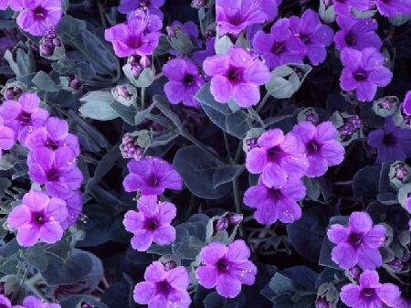 cach trong va cham soc hoa violet dung cach